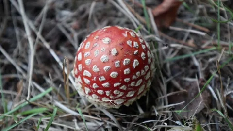 Fly agaric. Video stock 296820722