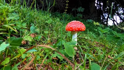 Fly agaric in the forest among leaves and grass	 Stock Footage 149322101