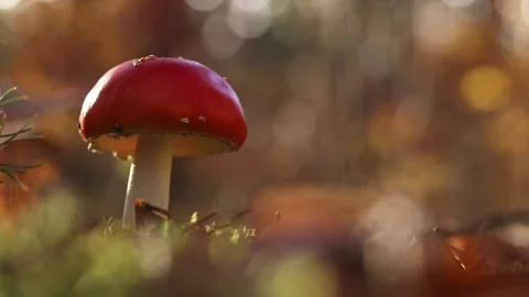 Fly agaric in the forest. Bright red with white specks mushroom Stock Footage 318849066