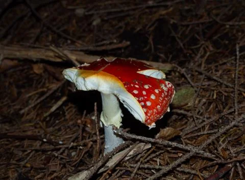 Fly agaric on the forest floor of a coniferous forest Stock Photos