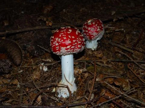 Fly agaric on the forest floor of a coniferous forest Stock Photos