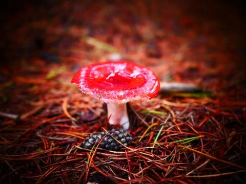 Fly agaric at the forest floor Stock Photos