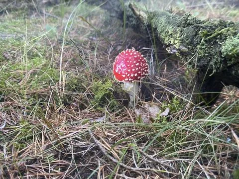 A fly agaric on forest floor Stock Photos