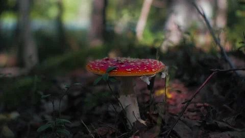 Fly agaric in the forest Stock Footage 159500457
