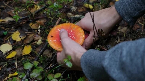 Fly agaric in the forest Stock-Footage 161068325