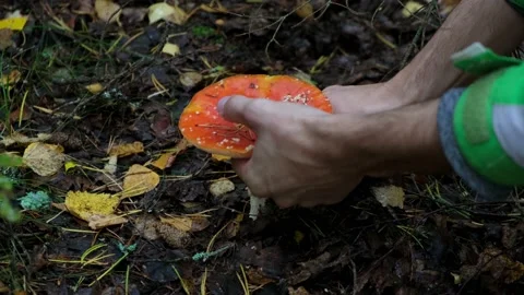 Fly agaric in the forest Stock-Footage 161068326