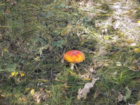 Fly agaric in a forest glade Stock Photos