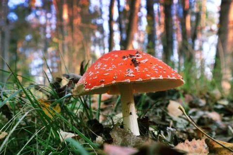 Fly agaric in the forest of magic at sunset. Stock Photos