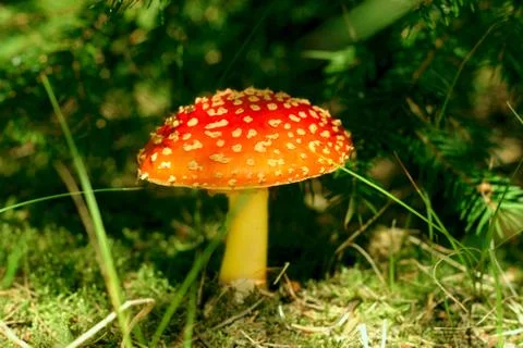 Fly agaric in the forest Foto stock