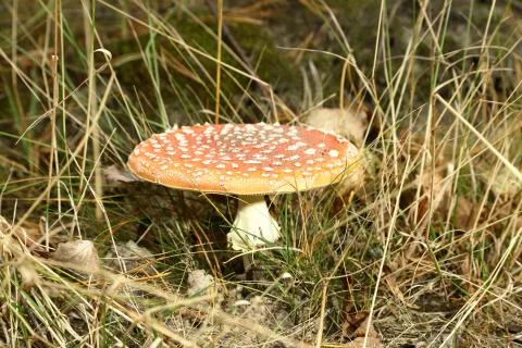 Fly agaric in the forest Stock Photos
