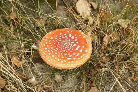 Fly agaric in the forest Stock Photos