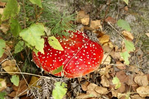 Fly agaric in the forest Foto stock