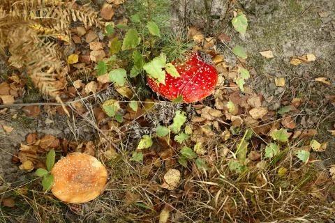 Fly agaric in the forest Stock Photos