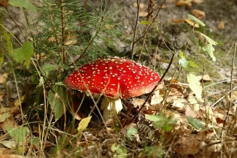 Fly agaric in the forest Stock-Fotos