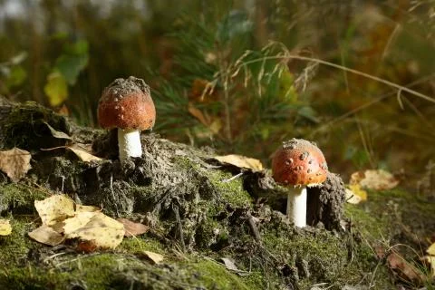 Fly agaric in the forest Stock Photos