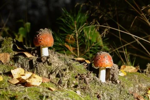 Fly agaric in the forest Stock Photos
