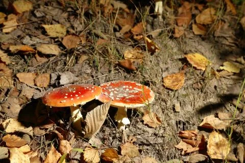 Fly agaric in the forest Stock Photos