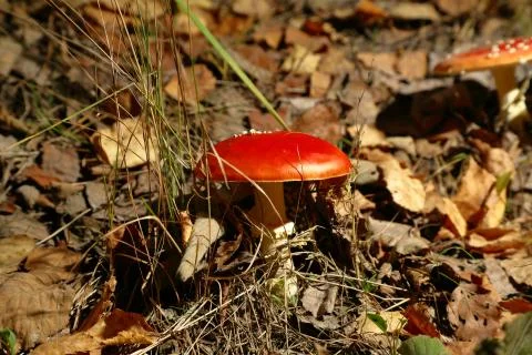 Fly agaric in the forest Stock-Fotos