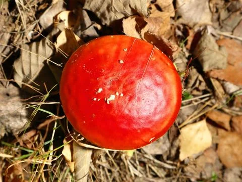 Fly agaric in the forest Stock Photos