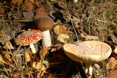 Fly agaric in the forest Stock-Fotos