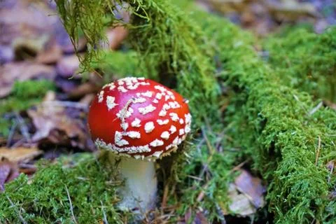 Fly agaric in the forest Stock Photos