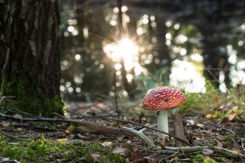 Fly agaric in forest Stock Photos