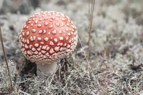 Fly agaric in the forest. Stock Photos