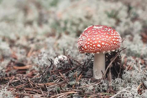Fly agaric in the forest.. Stock Photos
