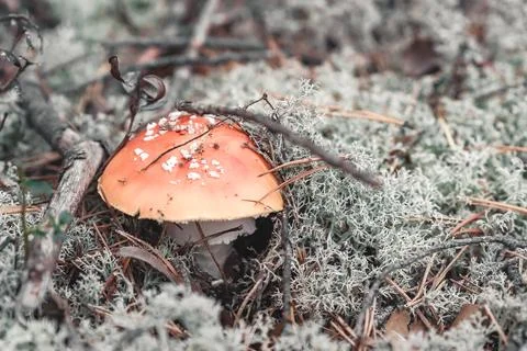 Fly agaric in the forest. Stock Photos