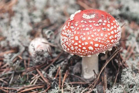 Fly agaric in the forest. Stock Photos