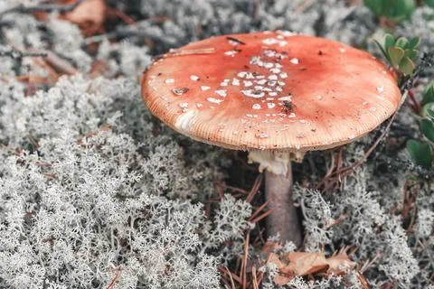 Fly agaric in the forest. Stock Photos