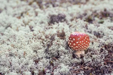Fly agaric in the forest. Stock Photos