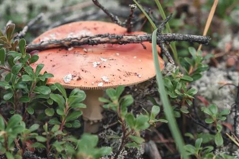 Fly agaric in the forest. Stock Photos