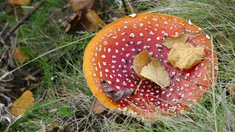 Fly agaric in the grass. Stock Footage 131181776