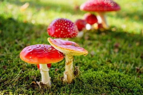Fly Agaric in grass on a forest. Fly amanita Amanita muscaria mushrooms close Stock Photos