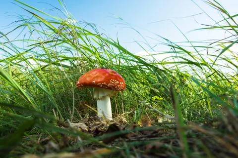 Fly agaric in the grass Stock Photos