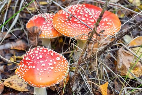 Fly agaric in grass with stem with needles in forest in autumn Stock Photos