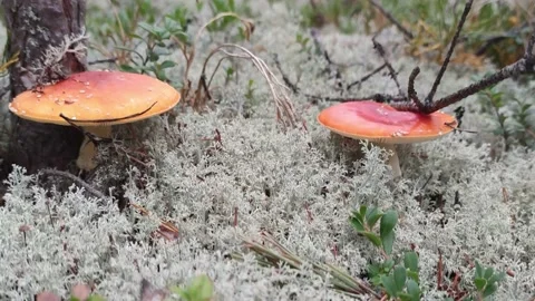 Fly agaric grew in the forest. Stock Footage 194576866