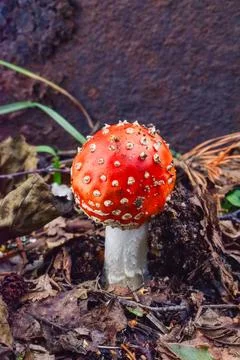 Fly agaric growing on the forest floor in a Scandinavian forest Stock Photos