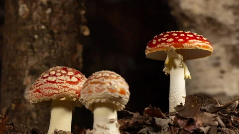 Fly agaric growing in forest time lapse Stock Footage 287089346