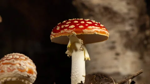 Fly agaric growing in forest time lapse Stock Footage 287089498