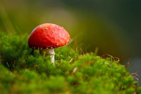 Fly Agaric Growing in the Grass Stock Photos