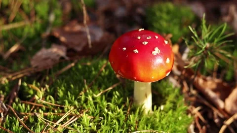 Fly agaric growing on mossy forest floor Stock Footage 318848994