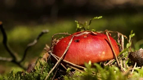 Fly agaric hiding under moss. Stock Footage 287762704