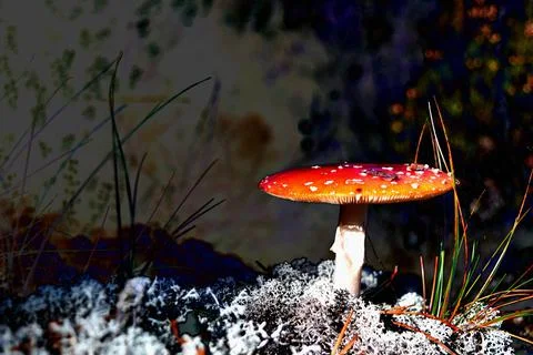 Fly Agaric (lat. Amanita Muscaria) on Moss in a Beam of Fall Sunlight Stock Photos