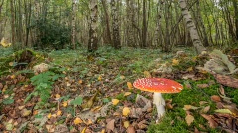 Fly agaric leaf litter Stock Photos
