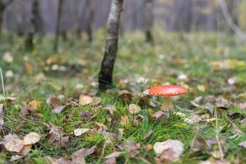 Fly agaric in the mixed forest with a small birch in the background Stock Photos