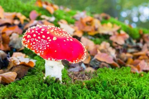 Fly agaric in moss with fall leaves Stock Photos