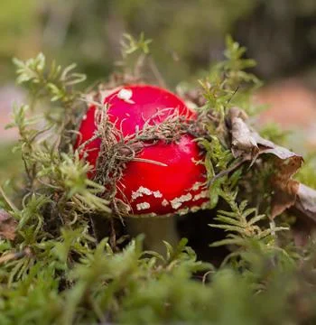 Fly agaric in moss Stock Photos