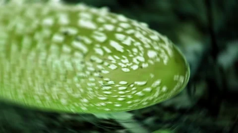 Fly agaric, mushroom with alienated effects like a drug intoxication Stockbeeldmateriaal 294877368